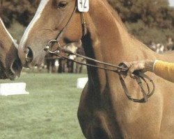 broodmare Atrix (Hanoverian, 1976, from Arsenik)