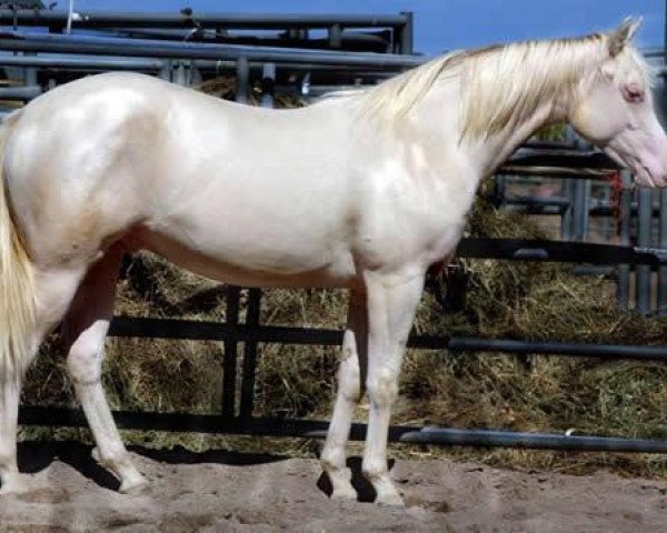 stallion Flashy Hollywood Cowboy (Quarter Horse,  , from Boggies Flashy Jac)