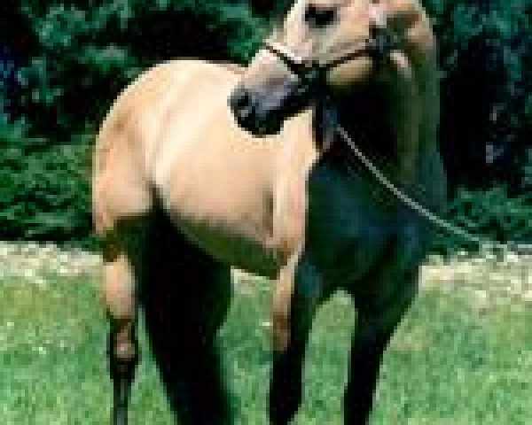 Deckhengst Glory Dun It (Quarter Horse, 1992, von Hollywood Dun It)