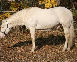 stallion FS White King (Quarter Horse, 2003, from Glory Dun It)