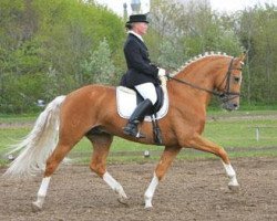 stallion Heimdals Hamlet (Czech Warmblood, 1999, from Husar týnský)