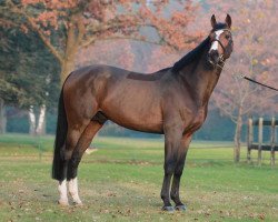 stallion Aktion Pur Z (Westphalian, 1998, from Ars Vivendi)