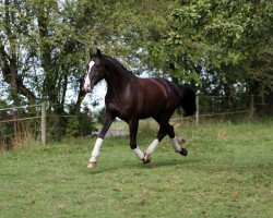 horse Painted Black 4 (Saxony-Anhaltiner, 2001, from Paradiesvogel)