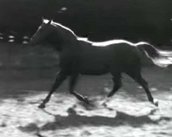 stallion Hyperion (Trakehner, 1926, from Dampfross)