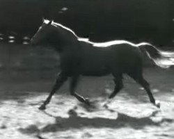 Deckhengst Hyperion (Trakehner, 1926, von Dampfross)