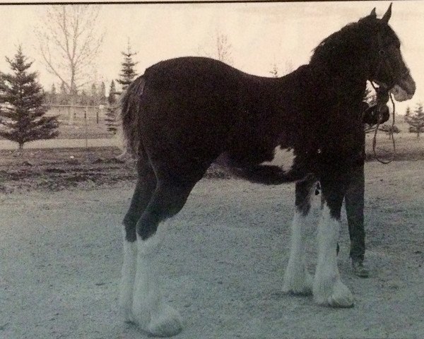 Pferd Willow Way Vincent (Clydesdale, 1995, von Willow Way Victor)