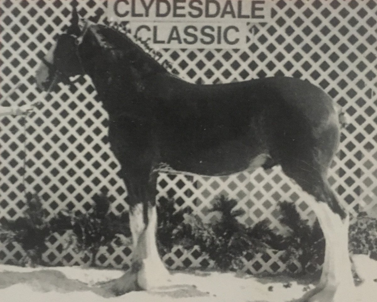 Deckhengst Willow Way Wendel (Clydesdale, 1998, von Torrs Cup Winner)