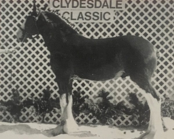 stallion Willow Way Wendel (Clydesdale, 1998, from Torrs Cup Winner)