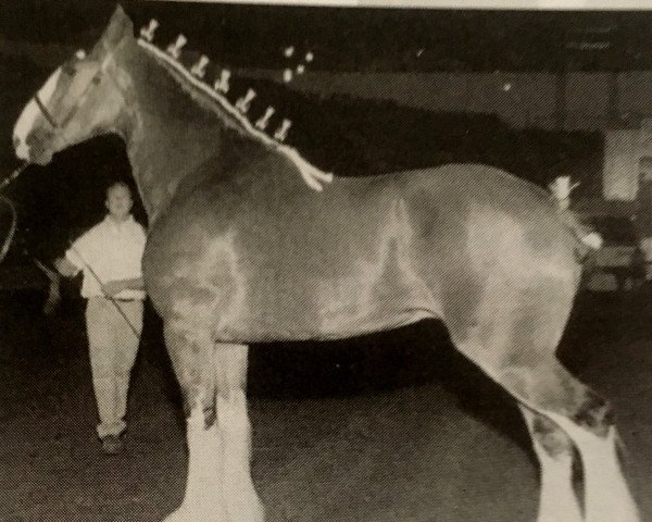 horse Willow Way Wilson (Clydesdale, 1998, from Live Oak Commander)