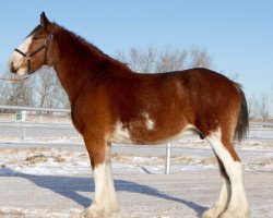 Zuchtstute Willow Way Floss (Clydesdale, 2005, von Cranston's Sensational Gregg)