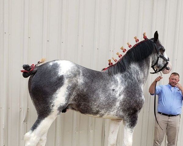 stallion Willow Way Rubicon (Clydesdale, 2017, from Thorpe Hill Bomber)