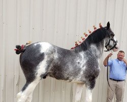 Deckhengst Willow Way Rubicon (Clydesdale, 2017, von Thorpe Hill Bomber)