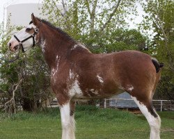 horse Willow Way Secora (Clydesdale, 2018, from Thorpe Hill Bomber)