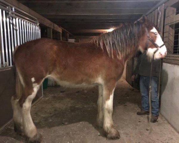 Pferd Willow Way Senta (Clydesdale, 2018, von Ozark's Royal View)