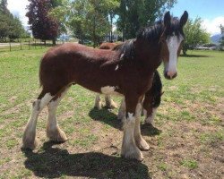 Deckhengst Willow Way Skywalker (Clydesdale, 2018, von Ozark's Royal View)