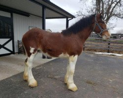 horse Willow Way Specter (Clydesdale, 2018, from Willow Way Kelso)