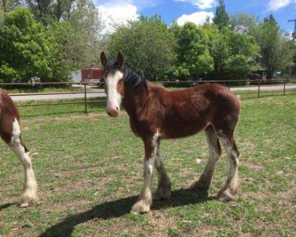 horse Willow Way Stingray (Clydesdale, 2018, from Ozark's Royal View)