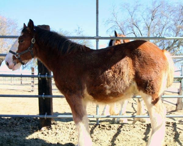 horse Willow Way Stoney (Clydesdale, 2018, from Willow Way Firestone)