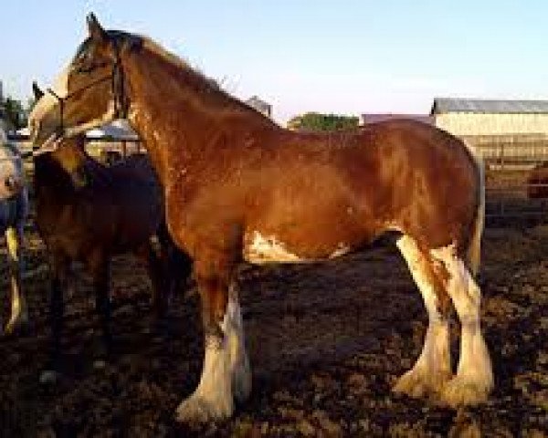 Pferd Willow Way Stylin' Jazmine (Clydesdale, 2009, von Danny Boy Master Don)