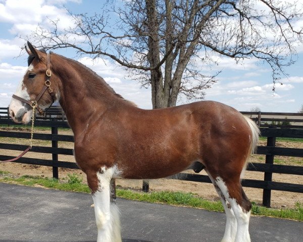 horse Willow Way Tanner (Clydesdale, 2019, from Willow Way Firestone)