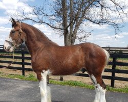 Pferd Willow Way Tanner (Clydesdale, 2019, von Willow Way Firestone)