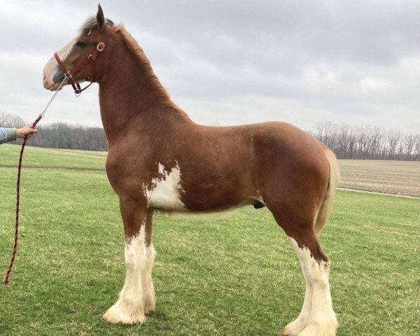 horse Willow Way Tavares K (Clydesdale, 2019, from Willow Way Omega)