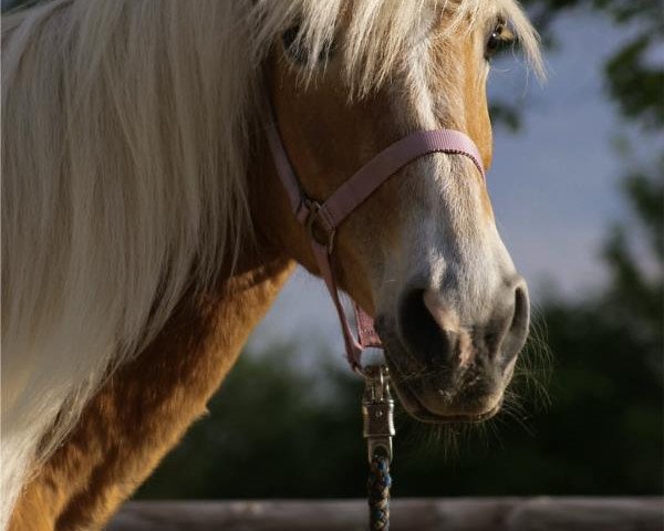 horse Bella (Haflinger, 1990, from Siegmund 132)