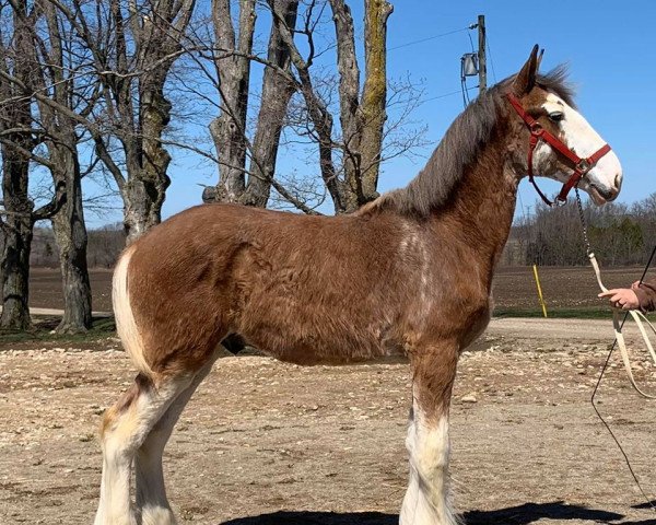 Pferd Willow Way Travolta (Clydesdale, 2019, von Willow Way Firestone)