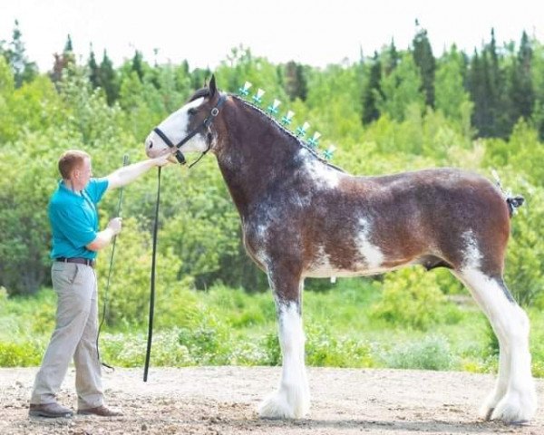 horse Willow Way Triton (Clydesdale, 2019, from Thorpe Hill Bomber)