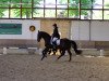 dressage horse Charmeur de Nuit (Hanoverian, 2005, from Chasseur I)