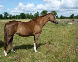 broodmare Agretta Magic (Hanoverian, 1982, from Agronom)