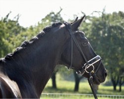 dressage horse Lumière noire (Hanoverian, 2016, from Livaldon)