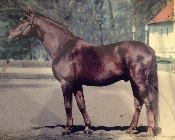 stallion Apollo (Brandenburg, 1980, from Adept)