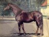 stallion Apollo (Brandenburg, 1980, from Adept)