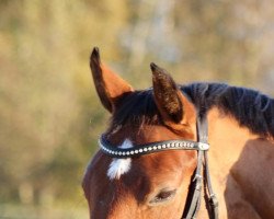 jumper Camí (Hanoverian, 2015, from Cornet's Prinz)