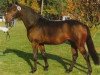stallion Mozart (German Riding Pony, 1990, from Marquis AA)