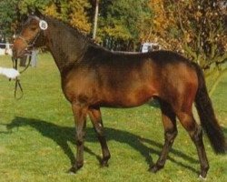 Deckhengst Mozart (Deutsches Reitpony, 1990, von Marquis AA)