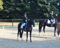 jumper Milva (German Riding Pony, 2003, from Medoc)