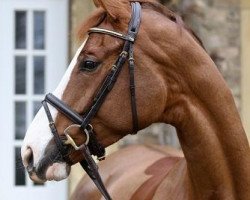 dressage horse Geraldine (Rheinländer, 2008, from Fürst Grandios)