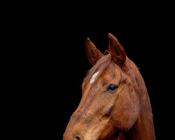 dressage horse Royal Smile (Hanoverian, 2006, from Royal Blend)