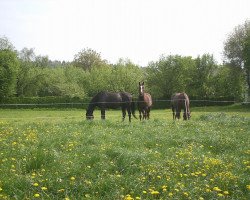 broodmare Utopie (Bavarian, 1993, from Ricardo)