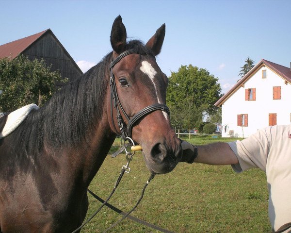 Zuchtstute Attika 67 (Bayer, 1995, von Candit J)