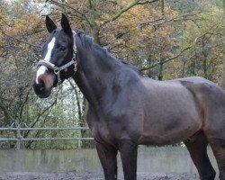 horse Mistral 120 (KWPN (Royal Dutch Sporthorse), 1994, from Forum)