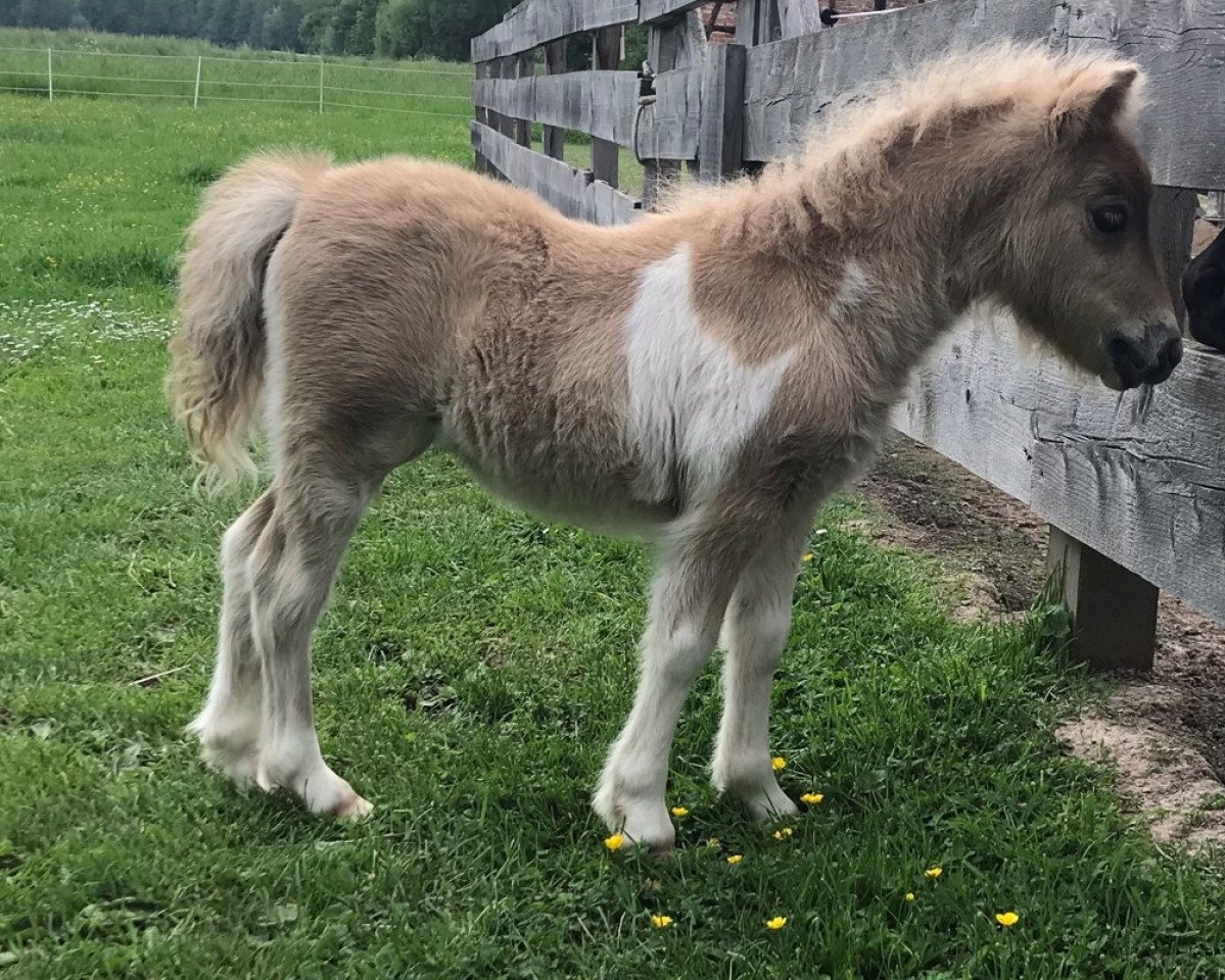broodmare Dorosalas Apple Bloom (Shetland pony (under 87 cm), 2021, from Yago von der Klia)