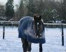 jumper It's El Primero's Son (KWPN (Royal Dutch Sporthorse), 2013, from El Primero)