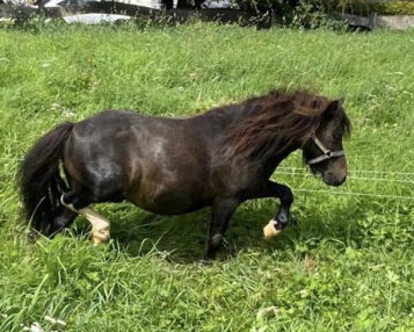 horse Dorosalas Milo (Shetland pony (under 87 cm), 2017, from Crazy Colours Montero)