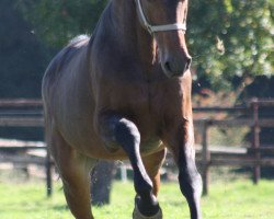 Springpferd Camillo Clips (Holsteiner, 2001, von Chambertin)