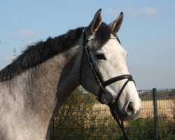 jumper Cayenne (Holsteiner, 2009, from Clinton)