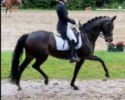 dressage horse Rubik's Cube 5 (Rhinelander, 2008, from Royal Angel)