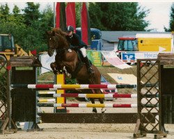 Pferd Platini 19 (Hessisches Warmblut, 1993, von Piano II)